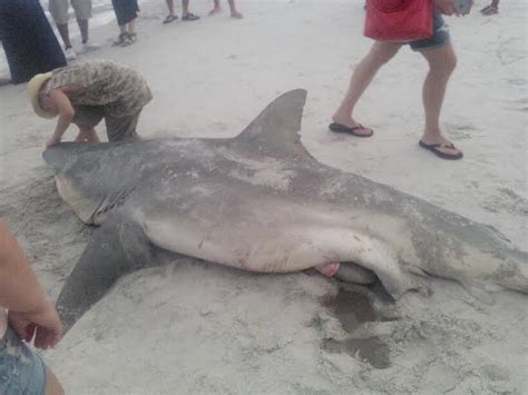 Photos Massive Bull Shark Snagged Off Pinellas County Waters
