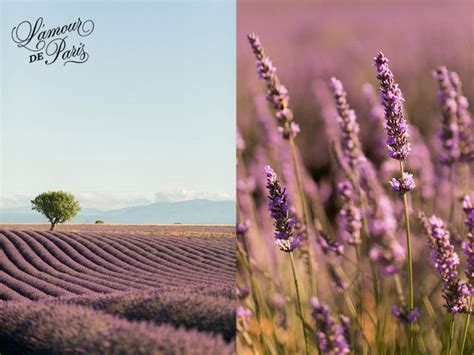 Provence Lavender Fields Valensole France Lamour De Paris