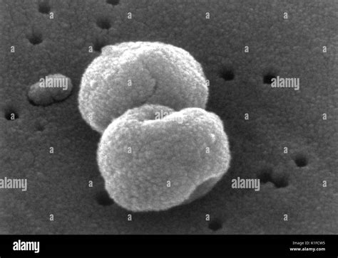 Análisis Micrografía De Electrones Sem De Un Número De Bacterias Gram