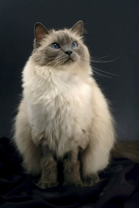 Choosing The Purrfect Ragdoll Deciding On The Best Breed Catmags Com
