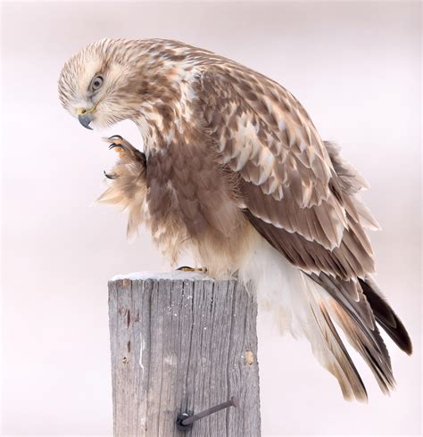 Rough Legged Hawk Audubon Field Guide
