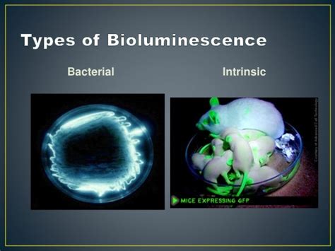 Bacterial Bioluminescence