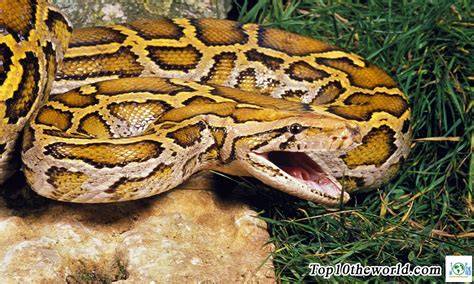 Top 10 Largest Snakes In The World