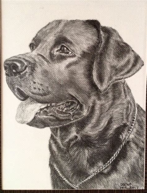 Black Labrador Pencil Drawing Animal Drawings Sketches Dog Tattoos