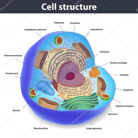 Tipos De Celulas Del Cuerpo Humano Wikipedia Compartir Celular Images