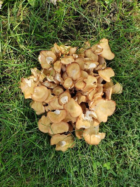 Id These Mushrooms October 9th Northwest Ohio Found In My Yard