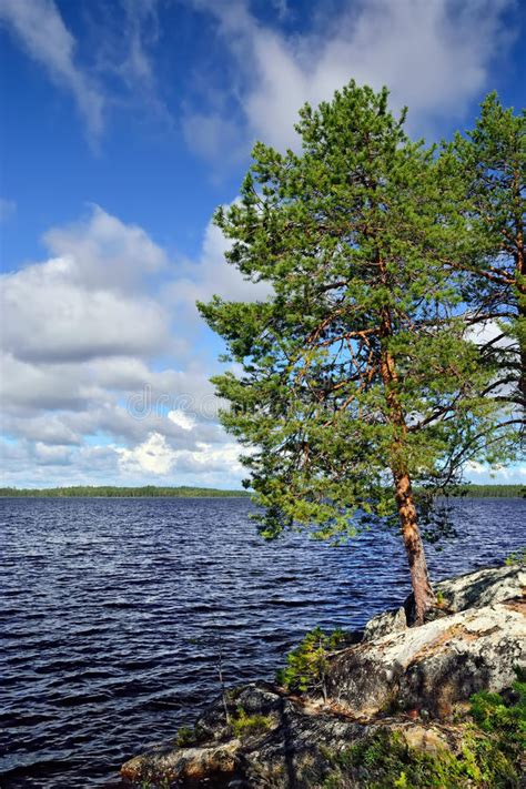 Karelian Landscape Pines On The Rocks Lake Pongoma Russia Stock