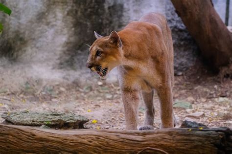 Premium Photo Adult Male Cougar Puma Concolor