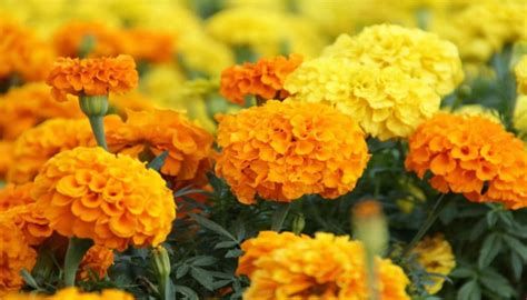 Cara Menanam Dan Merawat Tanaman Bunga Marigold Di Rumah Agar Cepat
