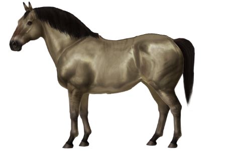 horse breeds tibetan pony horse world