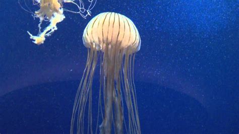 Jellyfish Atlantic Sea Nettle Or East Coast Sea Nettle At The Georgia