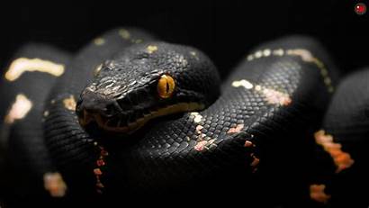 Snake Viper Background Wallpapers Pixelstalk