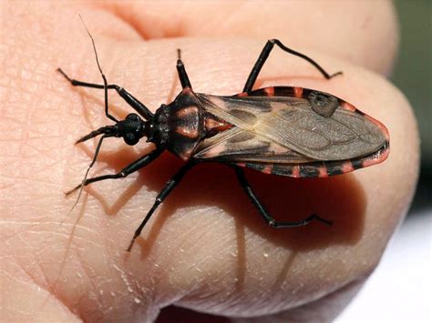 A Parasitic Illness From Kissing Bugs That Bite Your Face At Night Is