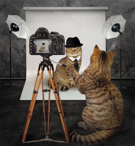 Cat Photographer Studio 2 Stock Photos Free And Royalty Free Stock