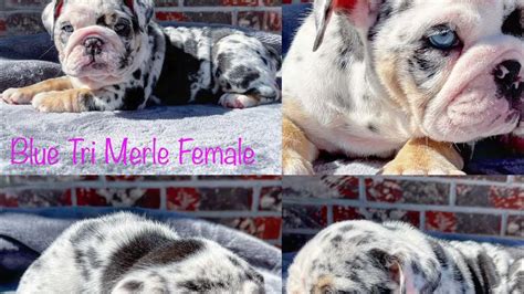 Blue Tri Merle English Bulldog Puppy Youtube