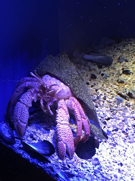 Giant Hermit Crab Having Breakfast