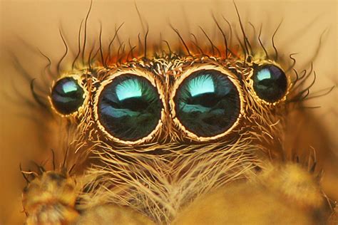 Tarantula Eyesight
