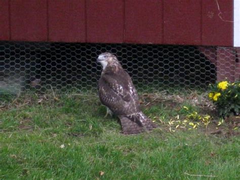 Will A Hawk Go In The Coop To Get At Chickens Backyard Chickens