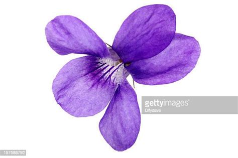 Viola Flower Photos And Premium High Res Pictures Getty Images