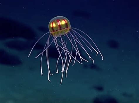19 Why Do Jellyfish Glow Rayleeneiva