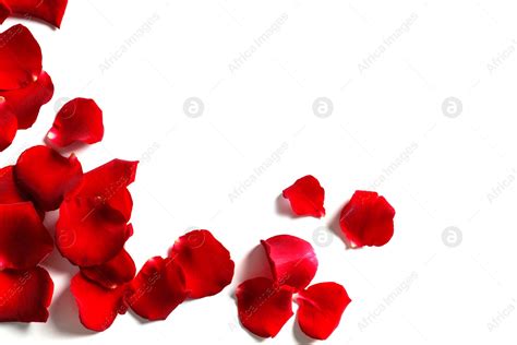 Red Rose Petals On White Background Top View Stock Photo Download