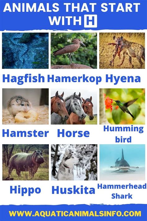 50 Amazing Animals That Start With H List With Pictures Animals Space