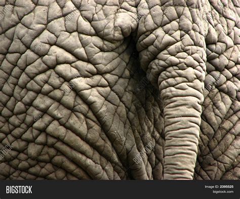 Elephant Wrinkled Skin Image And Photo Free Trial Bigstock