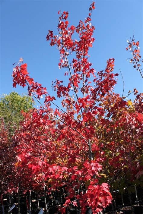 Maybe you would like to learn more about one of these? Favorite Photos - North Dayton Garden Center