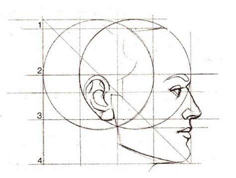 Пропорции лица человека для рисования портрета карандашом Схема для