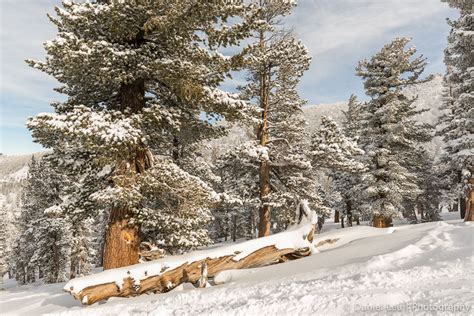 Pine Trees With Snow Daniel Leu Photography