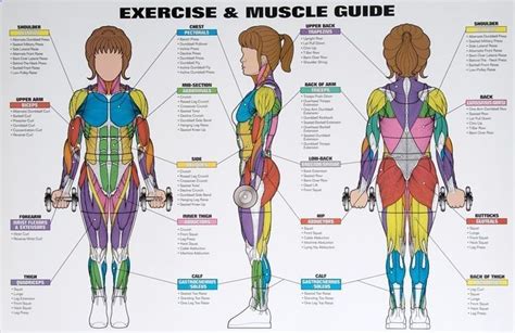 Weight Training Muscle Groups For Women Womens Exercise Muscle Guide