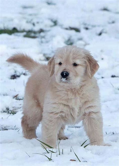 We also begin crate training at this time by feeding the pups in individual crates. Golden Retriever Puppy in Snow | Cutest dog ever, Dogs ...