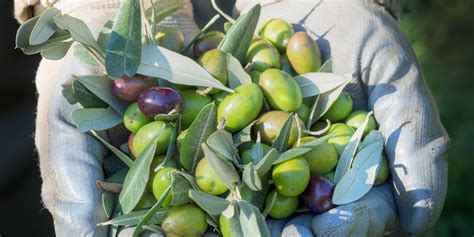 Why choose italian olive oil. Ten Amazing Italian Olive Oils - Great Italian Chefs
