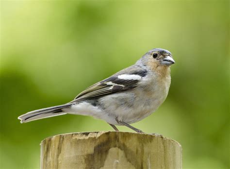 Finch Bird Finches 1 Wallpapers Hd Desktop And Mobile Backgrounds Images