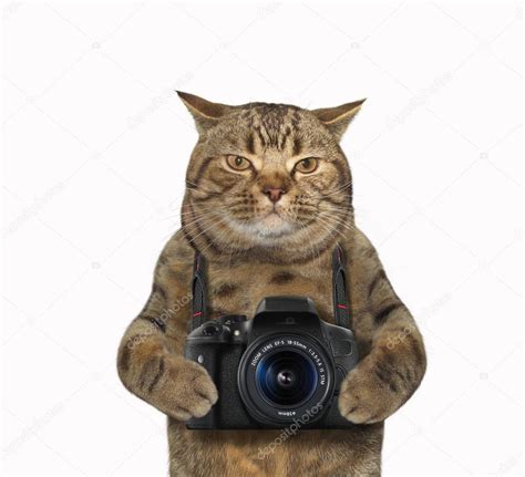 Кошка с камерой 1 — Стоковое фото © Iridi 155079246