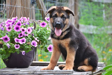 Heritage Hills Ranch - German Shepherd Breeder - Quality Puppies For Sale