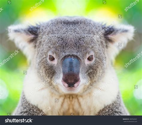 Koala Bear Face Close Up Stock Photo 390764941 Shutterstock