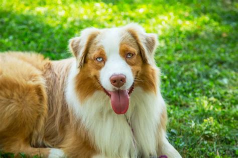 Get To Know The Unique Red Merle Australian Shepherd K9 Web