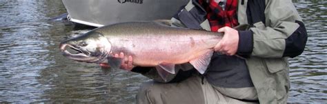 Coho Salmon Fast Action Salmon Of The Pacific