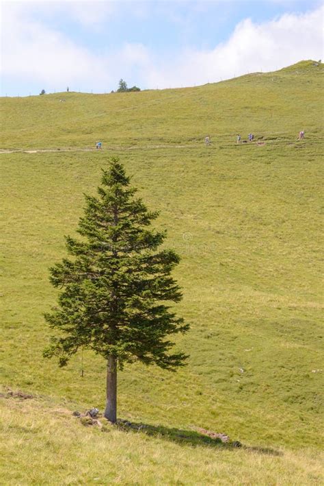 Single Pine Tree Stock Image Image Of Summer Individuality 1432425