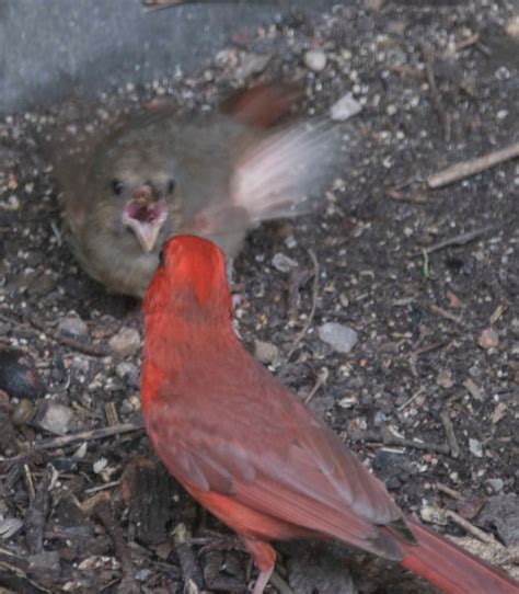 Yolo you only look once is one of the most popular and most favorite algorithms for ai engineers. Three Stages of Cardinals