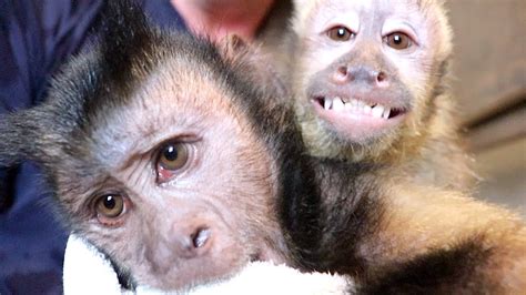 My heart melted when i saw this monkey getting a bath, and when i learned her story, it melted even more. Capuchin Monkey Morning Bath Time! (DOUBLE MONKEY BATH ...