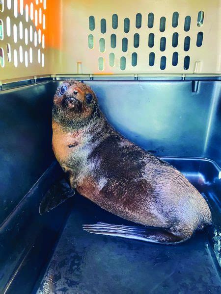 Pacific Marine Mammal Center Releases Rehabilitated Northern Fur Seal Laguna Beach Local News