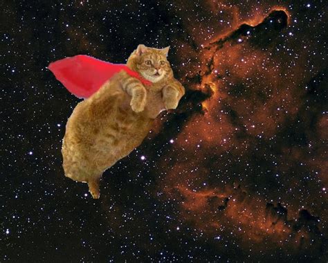 Super Space Cat Cute Cats Funny Cats Funny Animals Cute Animals