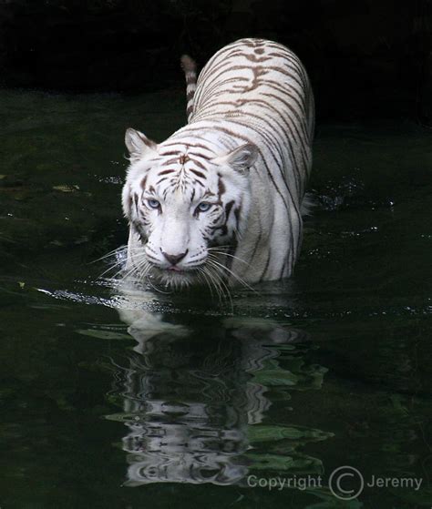 White Tiger Wild Animals Photo 4249803 Fanpop