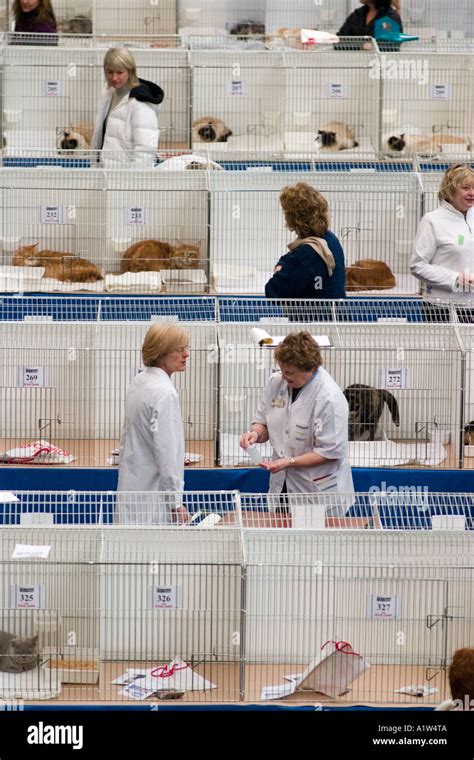 Rows Of Cats In Cages Being Judged At National Cat Show Olympia London