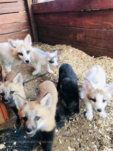Foxes For Sale