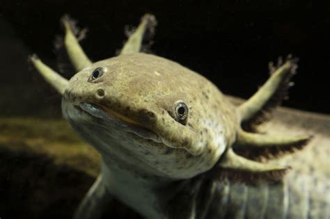 Axolotls are often referred to as mexican walking fish, but they are actually amphibians that prefer to live their entire lives underwater. Axolotl: leer alles over deze Mexicaanse watersalamander ...