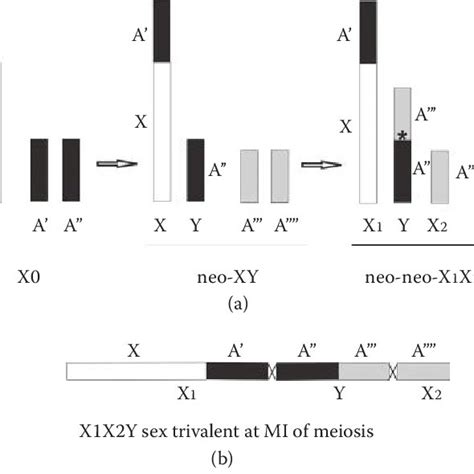 3 The Presumed Origin Of The X 1 X 2 Y Sex Chromosome System A And Download Scientific