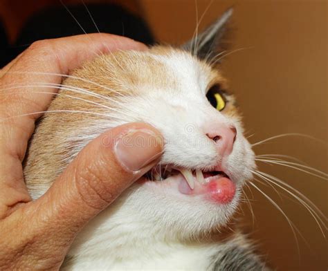 Eosinophilic Granuloma In Cats With Allergies Stock Photo Image Of